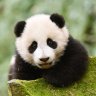 kungfuPANDA